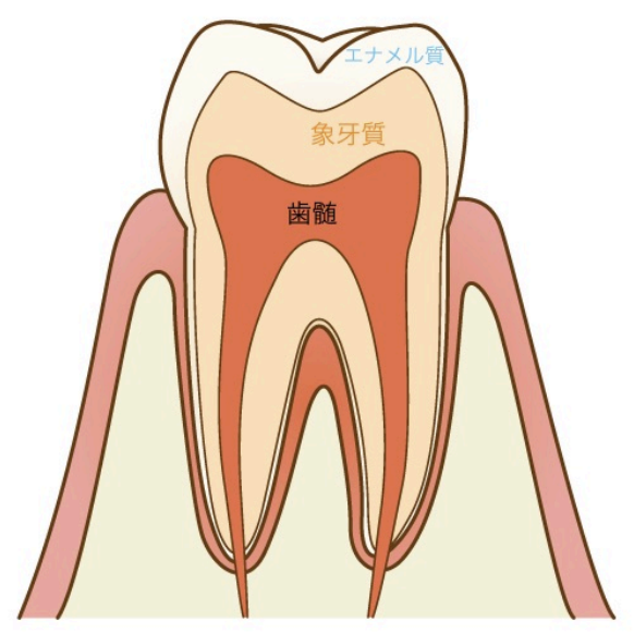 歯の仕組みイラスト